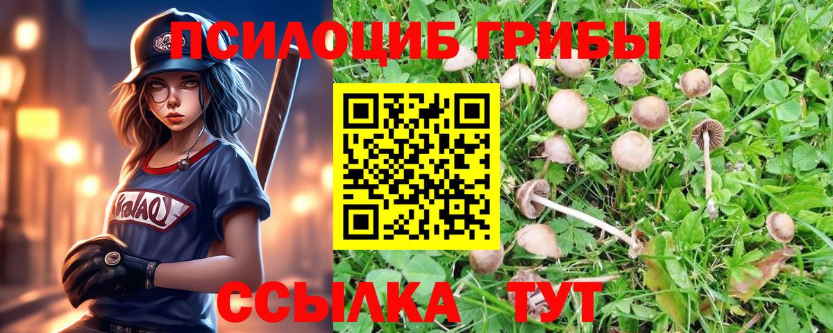 Галлюциногенные грибы Psilocybine cubensis  Вход с VPN  купить   Грязи 